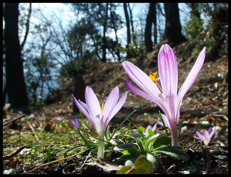  Image name: Crocus4.jpg 
 width: 808 pixel 
 height: 620 pixel 
 Size: 229651 bytes 
 Click to enlarge 